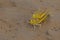 Close-up of an Migratory locust swarm