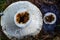 Close-up is a milk mushroom eaten by worms. Selective focus. A wormy edible mushroom.