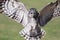 Close up of a Milky Eagle Owl