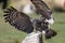 Close up of a Milky Eagle Owl