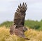 Close up of a Milky Eagle Owl