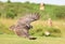 Close up of a Milky Eagle Owl