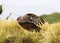 Close up of a Milky Eagle Owl