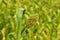 Close up Millet or Sorghum in the field near Pune, Maharashtra, India