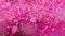 Close up million pink sakura leaves falling blur dark pink background