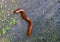 Close up of the millipede on green moss wall