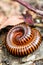 Close up millipede in the spin twist action