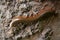 Close up of the millipede on weathered timber