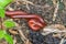 Close up millipedes are breeding in the garden   Macro insect