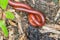 Close up millipedes are breeding in the garden   Macro insect