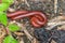 Close up millipedes are breeding in the garden   Macro insect