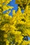 Close-up of Mimosa in Bloom, Silver Wattle, Acacia Dealbata