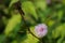 Close up of Mimosa pudica also known as shame plant or shameplant, sensitive, sleepy, action, touch-me-not, zombie plant.