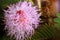 Close up of a mimosa pudica flower.