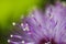 Close up of a mimosa pudica flower.