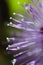 Close up of a mimosa pudica flower.