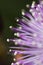 Close up of a mimosa pudica flower.