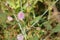 Close-up of mimosa pudica flower. Sensitive plant