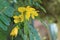 Close-up of mimosas yellow spring flowers on defocused yellow background. Very shallow depth of field. Selective focus.