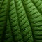 Close-up Of Mind-bending Leaf Patterns: A Tropical Symbolism Of Environmental Awareness