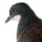 Close-up of Mindanao Bleeding-heart, Gallicolumba crinigera, adult