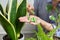 Close-up of mineral fertilizers sticks in hands, home indoor pots with plants background