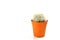Close up mini cactus in a pots.