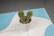 Close up mini cactus prickles in a white flowerpot on a blue and