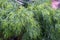 Close Up of a Mini Cog Narrow Leaved Bower Wattle Shrub