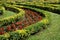 Close-up of a mini hedge of buxus pruned