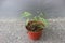 Close-up of a mini pearl caladium plant in a pot