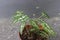 Close-up of a mini pearl caladium plant in a pot