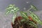 Close-up of a mini pearl caladium plant in a pot