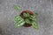 Close-up of a mini pearl caladium plant in a pot