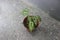 Close-up of a mini pearl caladium plant in a pot