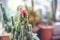 Close up mini Ruby Ball Cactus Moon Cactus with blurred background.