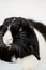 Close Up Of Miniature Black And White Flop Eared Rabbit Lying On White Background