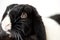 Close Up Of Miniature Black And White Flop Eared Rabbit Lying On White Background