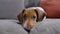 Close up of miniature dachshund puppy resting on sofa at home