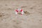 Close-up Of Miniature Lifebuoy Dig In The Sand At Beach