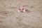 Close-up Of Miniature Lifebuoy Dig In The Sand At Beach