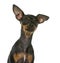 Close-up of a Miniature Pinscher