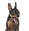 Close-up of a Miniature Pinscher barking,1 year old