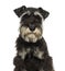 Close-up of a Miniature Schnauzer looking at the camera