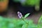 Close up of a mint blossom against a blurried background