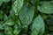 Close up of mint leaves freshly watered