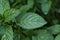 Close up of mint leaves freshly watered