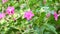 Close up of Mirabilis jalapa or Marvel of peru or four o`clock flower