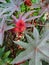 Close up of miracle tree castor with red flower, castor communis