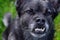 Close-up of the misaligned teeth of the small mixed breed dog